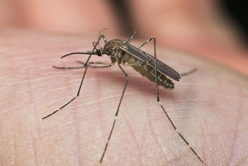 Jak zatočit s komáry? Stačí vám k tomu dvě suroviny, které určitě máte doma!