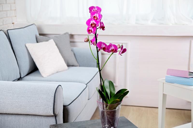 Potřebuje vaše orchidej zachránit? Dejte ji zázračný elixír!