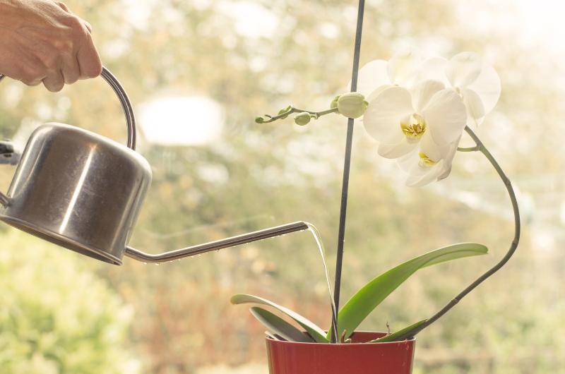 Zachraňte své orchideje za pomoci citronové zálivky!
