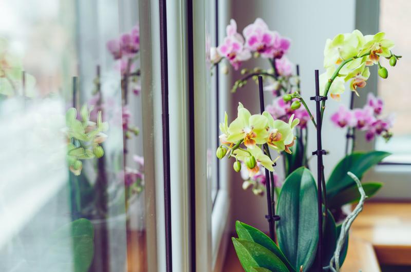 Přirozené hnojivo pro orchideje: Rýžová voda jako klíč k plnému rozkvětu