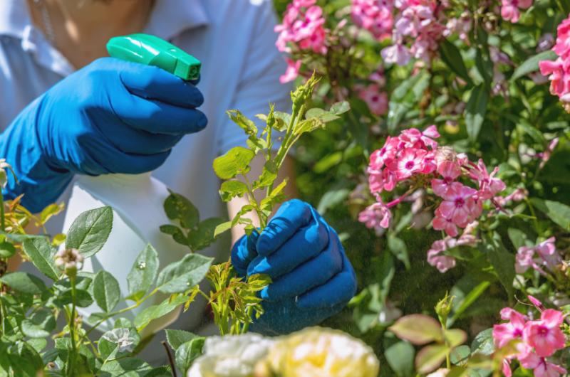 Jak se zbavit škůdců: Praktické tipy a osvědčené metody