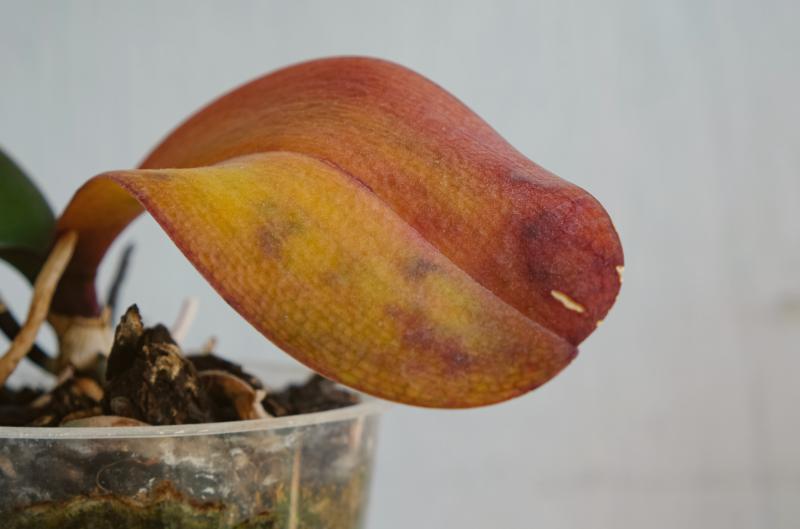 Zloutnuti Listu Orchideje