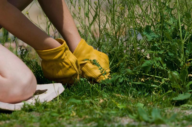 Plevel v trávníku: Jak ho zlikvidovat za pár korun a bez práce?