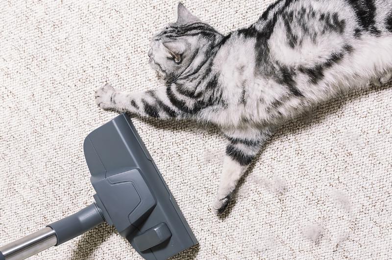 Zvířecí chlupy na koberci? Stačí jedna věc z kuchyně a máte čisto