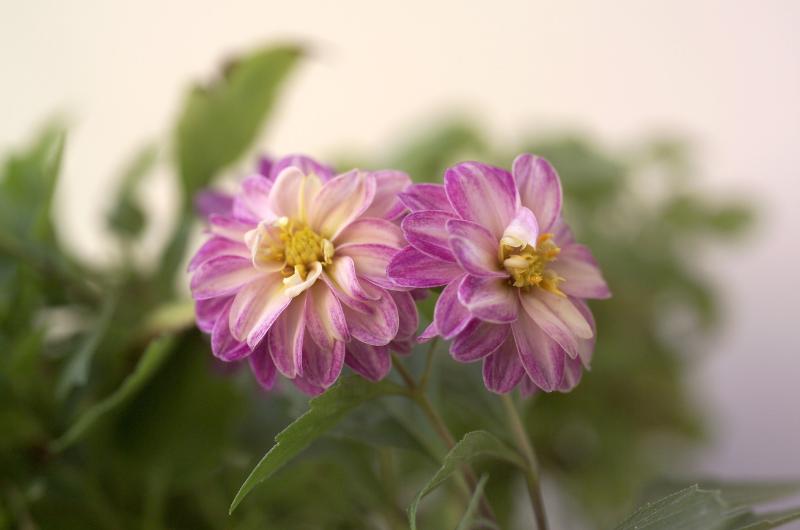 Objevte květinu, která vám pokvete až do zimy a přitáhne štěstí! Má ji každý chytrý zahrádkář