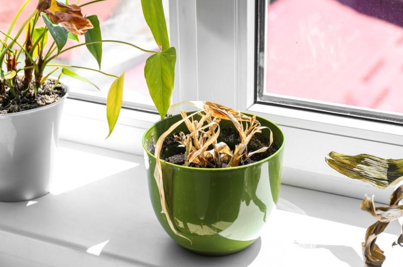 Vaše kytky po dovolené vypadají jako bez života? Udělejte těchto 8 věcí a rozkvetou znovu!