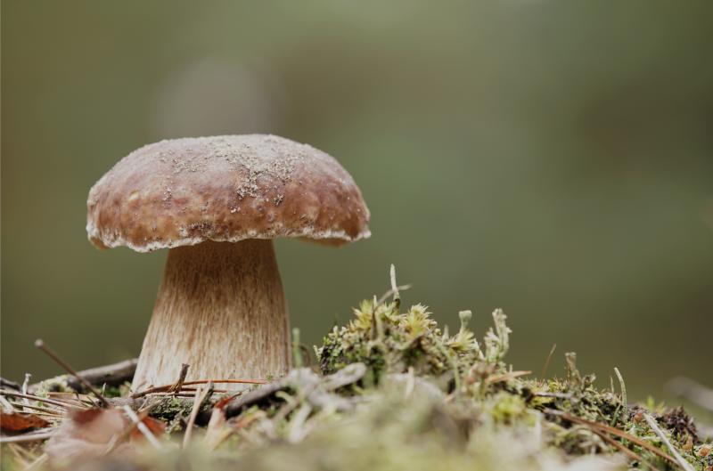 Houbaři přehlížejí, léčitelé oceňují: Hořčák jako skrytý zdravotní poklad