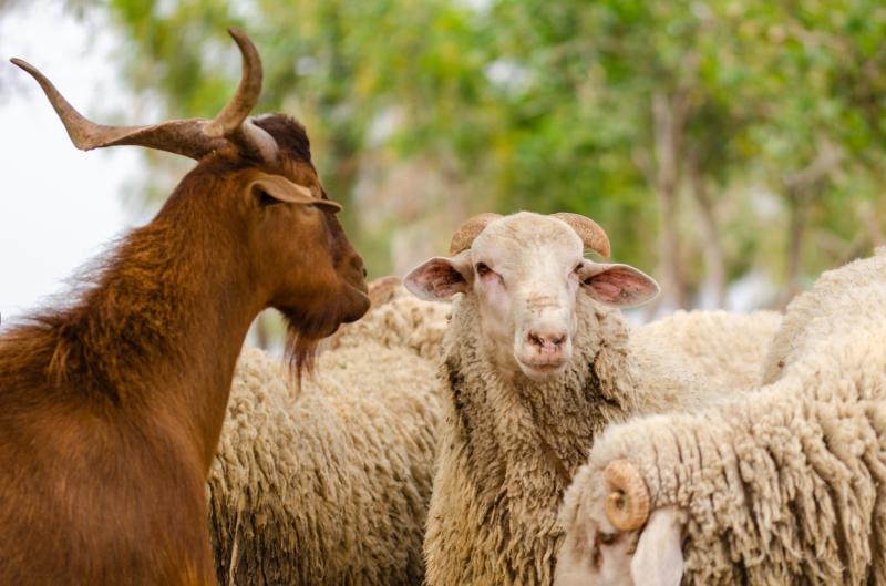 Výroba feta sýru je v ohrožení. V Řecku už utratili přes 470 tisíc zvířat