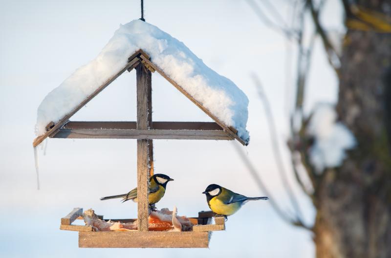 Krmítko máte plné, ale sýkory nikde? Ornitologové upozorňují na jednu zimní chybu