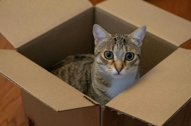 Proč kočky milují obyčejné krabice víc než drahé pelíšky a hračky: Vědci znají odpověď