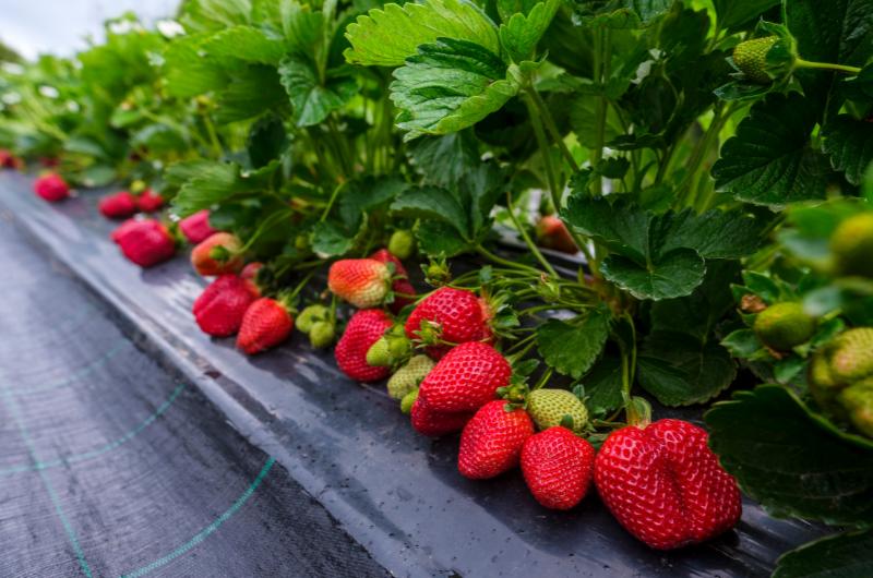 Jahody letos překvapí: Tohle udělejte hned po zimě a úroda vás ohromí