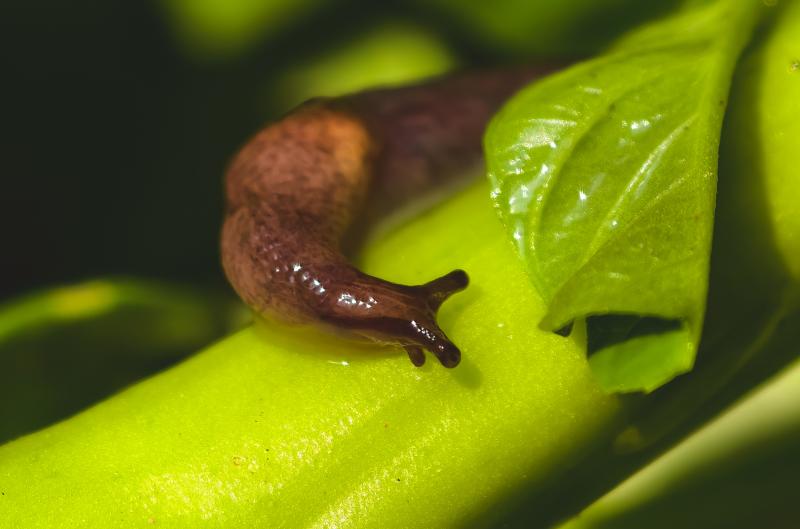 Slimáci na zahradě: Stačí jedna surovina z kuchyně a do rána po nich nezbude ani stopa