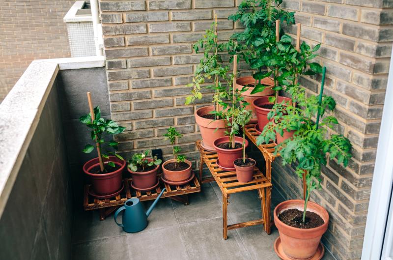 Nekupujte na balkon náhodná rajčata. Těchto 5 odrůd je pro květináče přímo stvořených