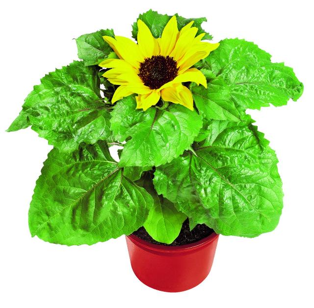 Slunečnice Helianthus