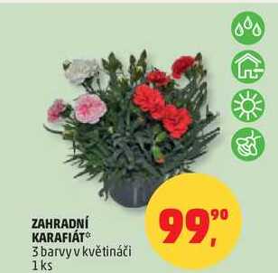 ZAHRADNÍ KARAFIÁT, 3 barvy v květináči, 1 ks