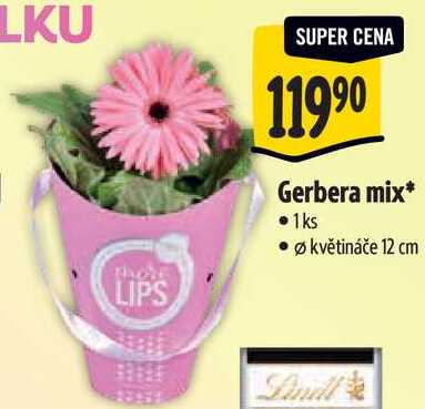 Gerbera mix