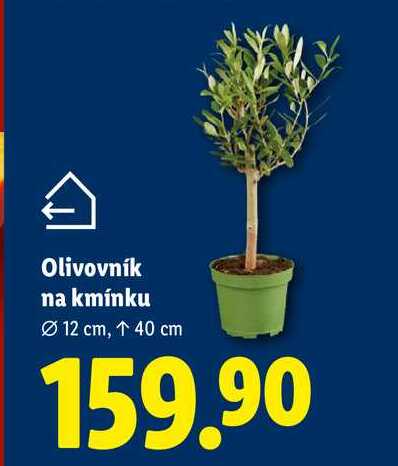 Olivovník na kmínku