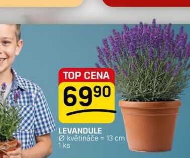 LEVANDULE květináče = 13 cm 1 ks 