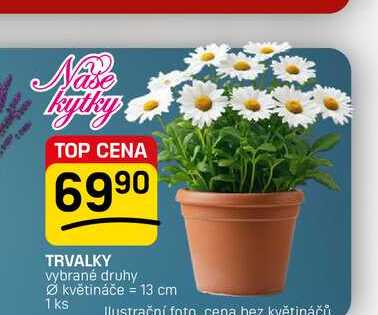 TRVALKY vybrané druhy Ø květináče = 13 cm 1 ks 