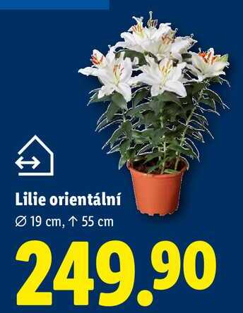 Lilie orientální 
