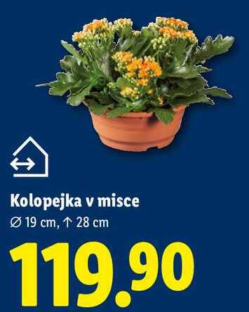 Kolopejka v misce 