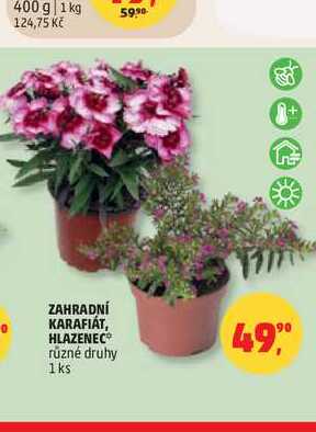 ZAHRADNÍ KARAFIÁT, HLAZENEC
