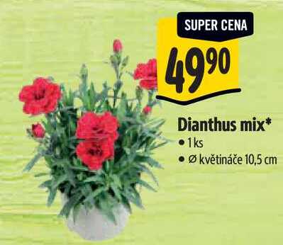 Dianthus mix