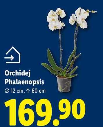 Orchidej Phalaenopsis