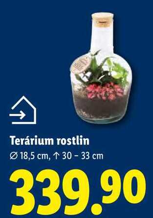 Terárium rostlin