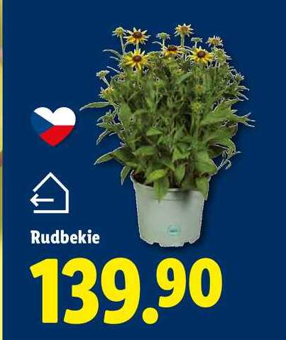 Rudbekie 