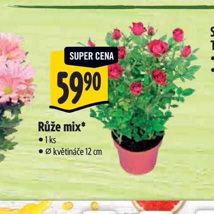Růže mix, pr. květináče 12 cm