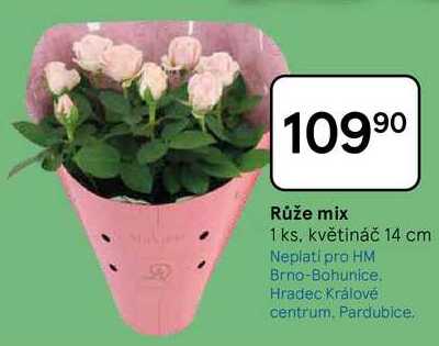 Růže mix, 1 ks, květináč 14 cm
