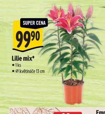 Lilie mix, pr. květináče 13 cm