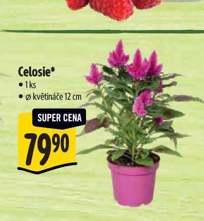 Celosie, pr. květináče 12 cm