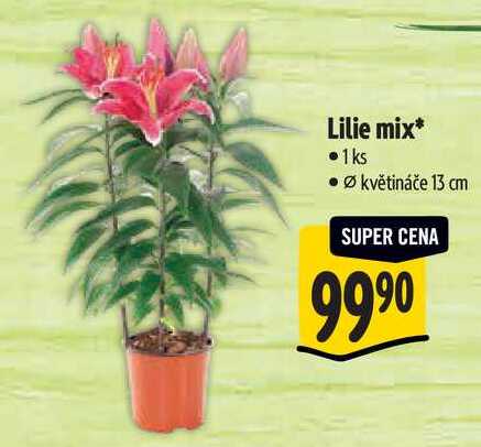 Lilie mix