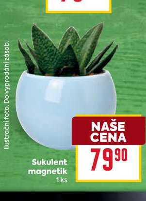Sukulent magnetik 1ks
