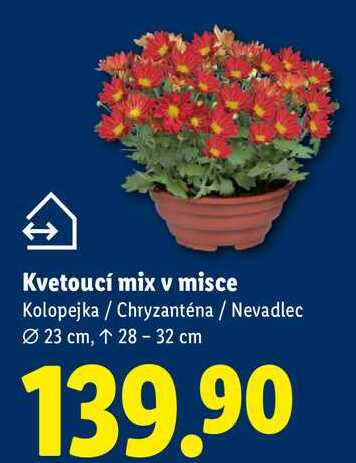 Kvetoucí mix v misce, Kolopejka/Chryzanténa / Nevadlec