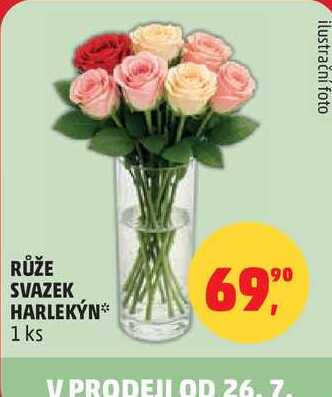 RŮŽE SVAZEK HARLEKÝN, 1 ks