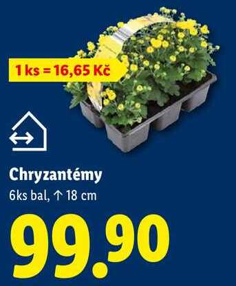 Chryzantémy, 6 ks