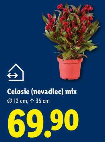 Celosie (nevadlec) mix