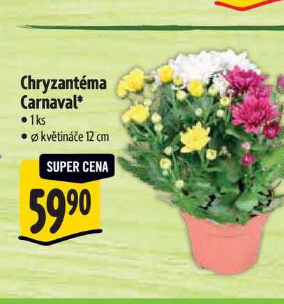 Chryzantéma Carnaval, pr. květináče 12 cm