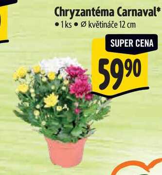 Chryzantéma Carnaval