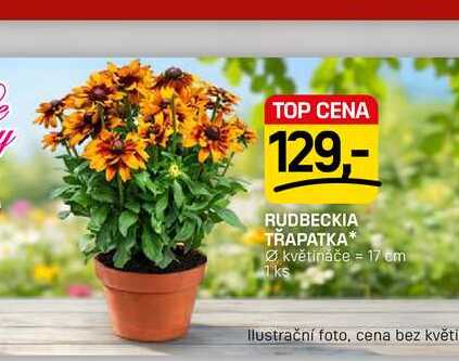 RUDBECKIA TŘAPATKA* květináče = 17 cm 1ks 