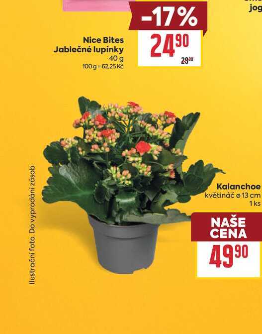 Kalanchoe květináč Ø 13 cm 1ks