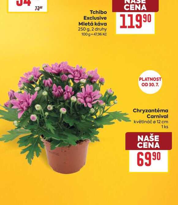 Chryzantéma Carnival květináč o 12 cm 1ks