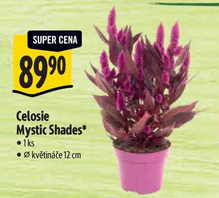 Celosie Mystic Shades