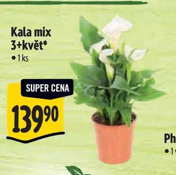 Kala mix 3+květ