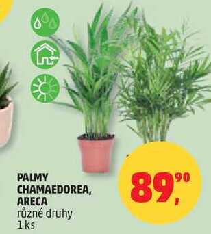 PALMY CHAMAEDOREA, ARECA různé druhy, 1ks