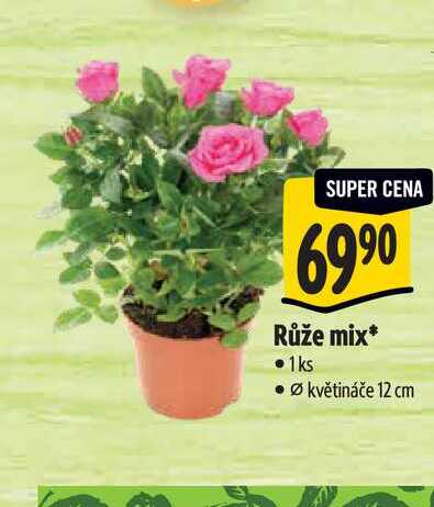 Růže mix, pr. květináče 12 cm