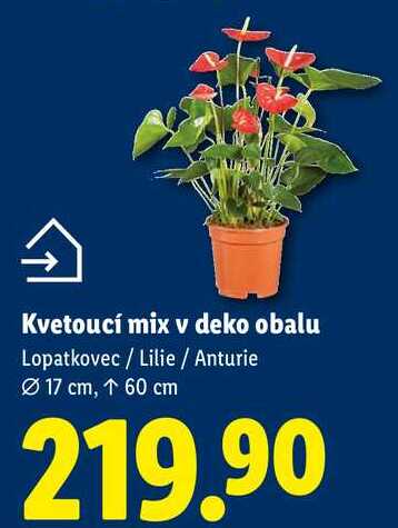 Kvetoucí mix v deko obalu